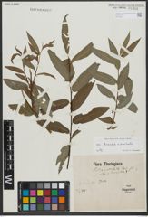 Foto von Salix triandra L. x Salix viminalis L.